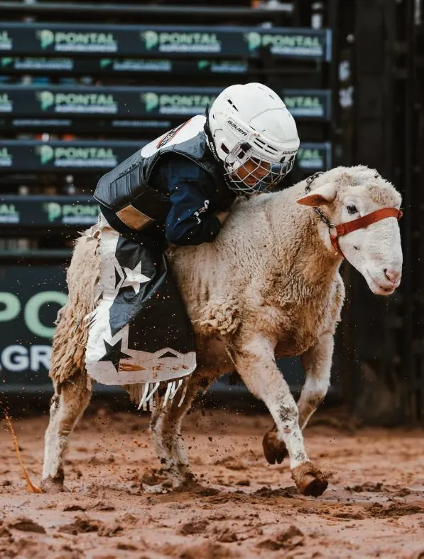Criança de capacete branco agarrada ao carneiro em movimento